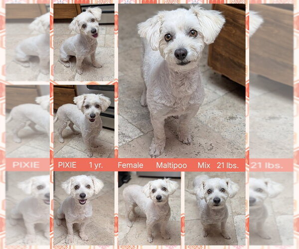 Medium Photo #1 Maltipoo (Miniature) Puppy For Sale in Mesa, AZ, USA