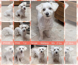 Maltipoo (Miniature) Dogs for adoption in Mesa, AZ, USA
