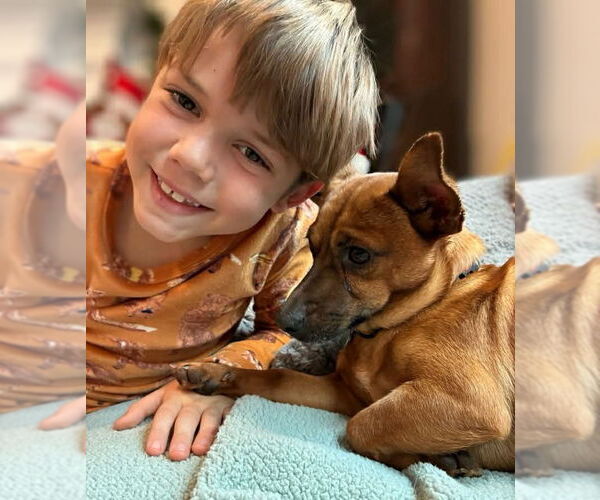 Medium Photo #9 Dachshund-Unknown Mix Puppy For Sale in Arlington, VA, USA