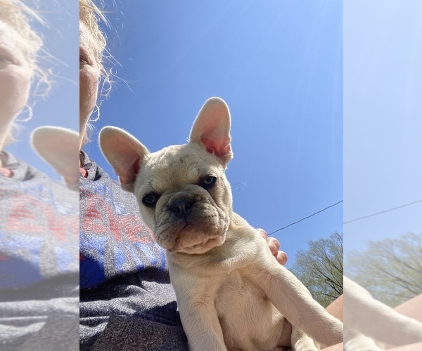 Medium Photo #12 French Bulldog Puppy For Sale in SIOUX FALLS, SD, USA