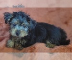 Small Photo #335 Yorkshire Terrier Puppy For Sale in AKRON, OH, USA