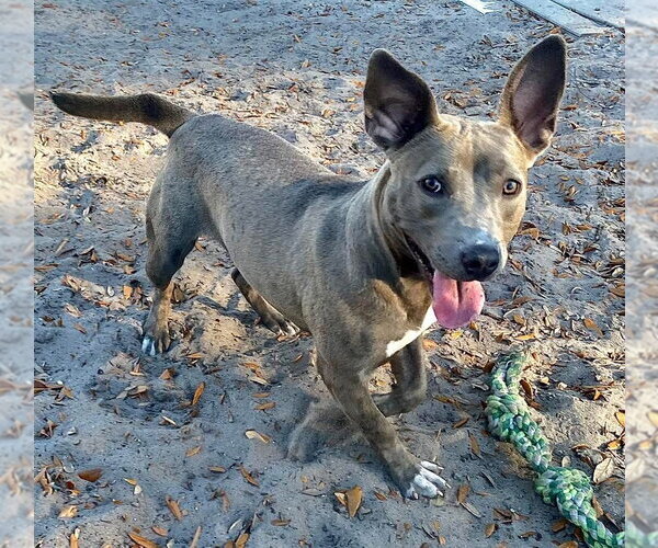 Medium Photo #11 American Pit Bull Terrier-Unknown Mix Puppy For Sale in Holly Springs, NC, USA