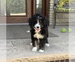 Small #1 Bernedoodle