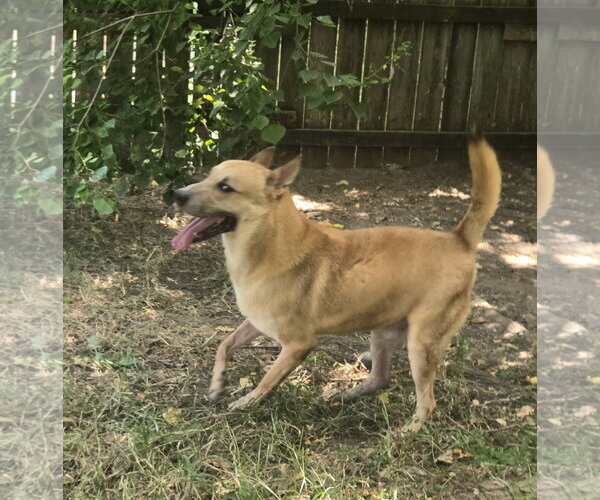 Medium Photo #3 Black Mouth Cur-Carolina Dog Mix Puppy For Sale in Jackson, MS, USA