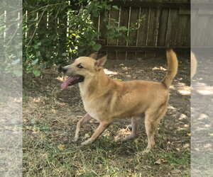 Macaroon - Male Black Mouth Cur-Carolina Dog Mix Dog for Adoption - Photo #3
