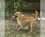 Small #2 Black Mouth Cur-Carolina Dog Mix