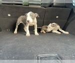 Small Photo #9 American Pit Bull Terrier Puppy For Sale in DETROIT, MI, USA