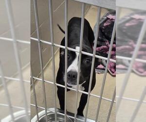 Labrador Retriever Dogs for adoption in Decatur, IL, USA