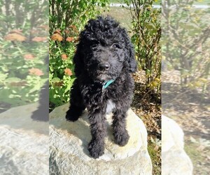 Goldendoodle Puppy for sale in RAMSEY, IL, USA
