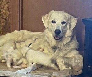 Mother of the Great Pyrenees puppies born on 04/22/2025