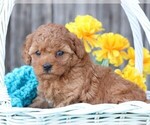 Small Photo #6 Cavapoo Puppy For Sale in JONES, MI, USA