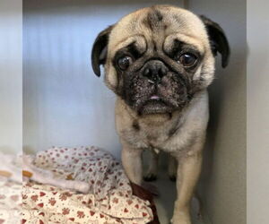 Pug Dogs for adoption in Long Beach, CA, USA