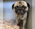 Small Pug