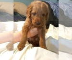 Small #7 Labradoodle