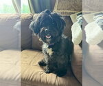 Small #4 Mutt