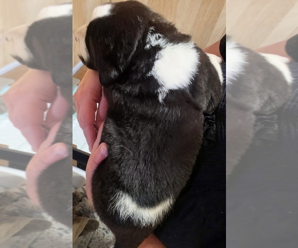 Medium Photo #8 Cane Corso-Saint Bernard Mix Puppy For Sale in WORCESTER, MA, USA