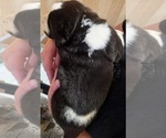 Small #7 Cane Corso-Saint Bernard Mix