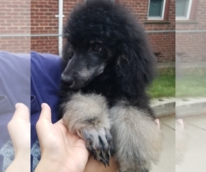 Poodle (Standard) Puppy for sale in SOUTHFIELD, MI, USA