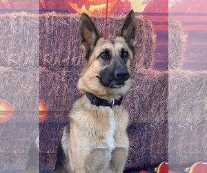 Elle - Female German Shepherd Dog Dog for Adoption - Photo #2