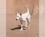 Small #1 Australian Shepherd-Red Heeler Mix