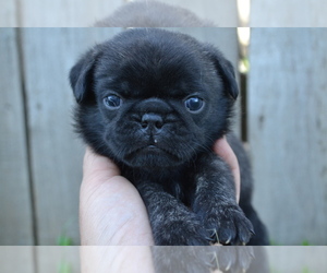 Pug Puppy for Sale in NILES, Michigan USA