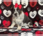 Small Photo #4 Cowboy Corgi Puppy For Sale in LAKELAND, FL, USA