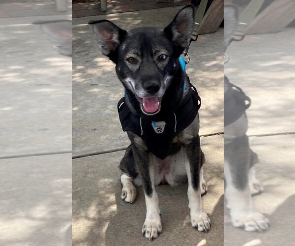 Medium Photo #1 Huskies -Unknown Mix Puppy For Sale in Rockaway, NJ, USA