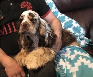 Father of the Cocker Spaniel puppies born on 02/17/2022