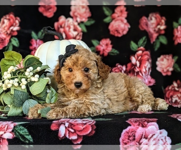 Medium Photo #4 Poodle (Toy) Puppy For Sale in KIRKWOOD, PA, USA