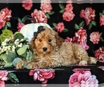 Small Photo #4 Poodle (Toy) Puppy For Sale in KIRKWOOD, PA, USA