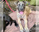 Small Photo #7 Black Mouth Cur-Labrador Retriever Mix Puppy For Sale in Canton, CT, USA