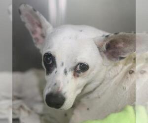 Mutt Dogs for adoption in San Antonio, TX, USA