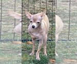 Small Photo #1 Chihuahua Puppy For Sale in Oakhurst, NJ, USA