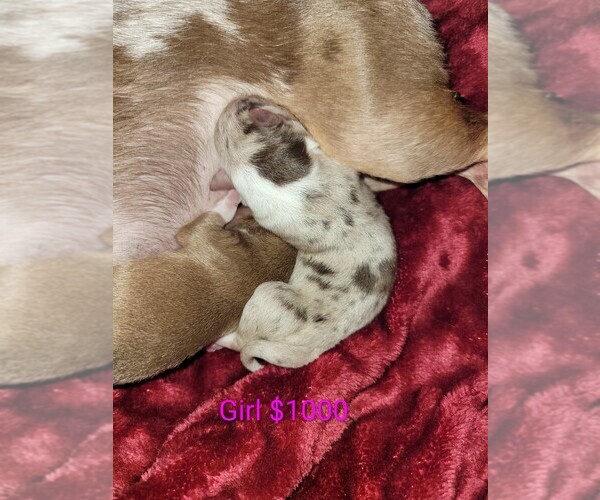Medium Photo #3 Chihuahua Puppy For Sale in ATTALLA, AL, USA