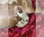 Puppy Puppy 2 Chihuahua