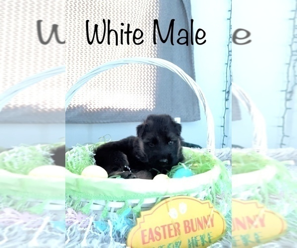 Medium Photo #4 German Shepherd Dog Puppy For Sale in INDIANAPOLIS, IN, USA