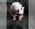 Puppy Paris Great Pyrenees