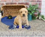Small #4 Golden Retriever