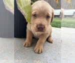 Small #9 Labrador Retriever