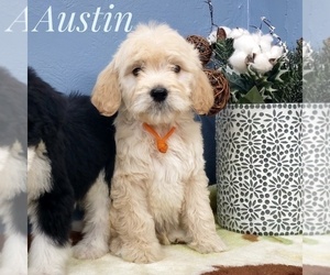 Goldendoodle Puppy for sale in CEDAR GAP, MO, USA