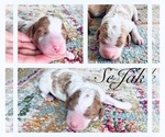 Small Photo #7 Goldendoodle Puppy For Sale in PIQUA, OH, USA