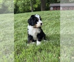 Small #4 Bernedoodle (Miniature)