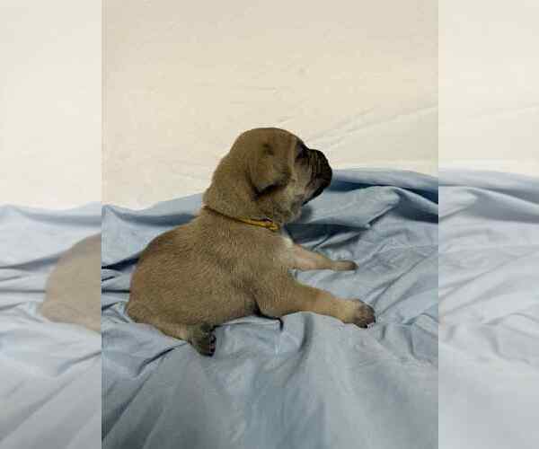 Medium Photo #4 Cane Corso Puppy For Sale in CAMBY, IN, USA