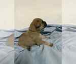 Small Photo #4 Cane Corso Puppy For Sale in CAMBY, IN, USA