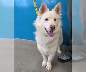 American Eskimo Dog Dogs for adoption in San Martin, CA, USA