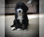 Small Photo #3 Bernedoodle Puppy For Sale in CLARE, MI, USA