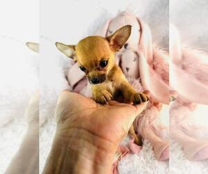 Chihuahua Puppy for sale in NAPLES, FL, USA