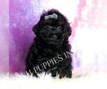 Small #2 Poodle (Toy)