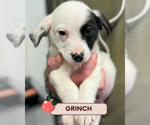 Border Collie-Unknown Mix Dogs for adoption in Brooklyn, NY, USA