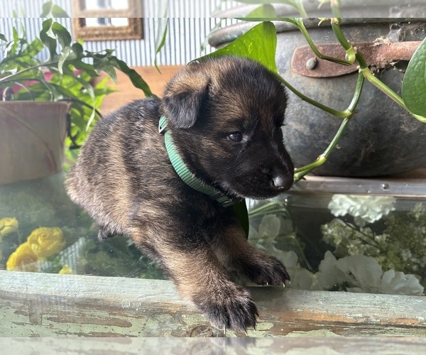 Medium Photo #6 German Shepherd Dog Puppy For Sale in SANDUSKY, OH, USA